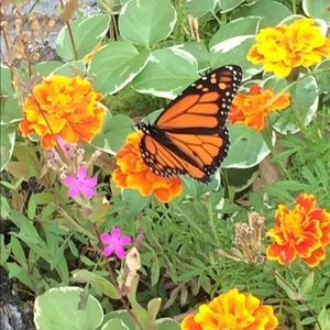 Meet your Posher, Karen